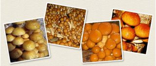 Łuskwiak nameko gotowy zestaw do uprawy w domu - 1 kg