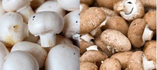 Pieczarka biała i brązowa - zestaw 2 w 1 do uprawy w domu i ogrodzie - 10 kg