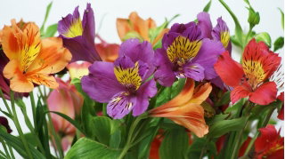 Alstremeria - Alstroemeria - GIGA paczka! - 50 szt.