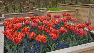 Tulipan Prinses Irene Parrot - opak. 5 szt.