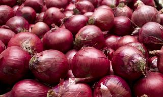 Cebula Scarlet - średniopóźna, bardzo plenna - 1250 nasion