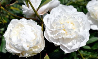 Piwonia, Paeonia - Snow Supreme - sadzonka - duża paczka! - 10 szt.
