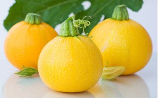 Cukinia One Ball F1 - 8 nasion