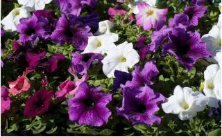 Petunia olbrzymiokwiatowa - Smolicka Superbissima - 60 nasion