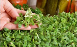 Microgreens - Ogórecznik lekarski - młode listki o unikalnym smaku