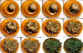 Róża jerychońska - Rose of Jericho - GIGA paczka! - 50 szt.