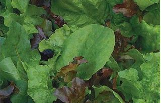 Nasiona na kiełki - Mieszanka Mesclun z rukolą
