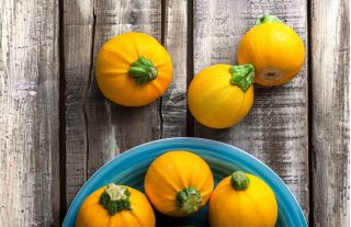 Cukinia One Ball F1 - 8 nasion