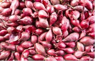 Cebula dymka - czerwona - 0,5kg