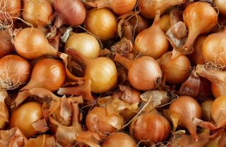Cebula Efekt - późna, do przechowywania - 1250 nasion