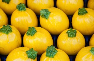 Cukinia One Ball F1 - 8 nasion