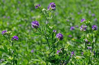 Lucerna siewna Gea - nasiona otoczkowane z Rhizobium - 10 kg