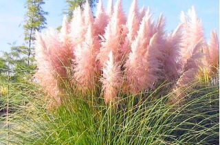 Trawa pampasowa - Różowa - sadzonka - GIGA paczka! - 50 szt.