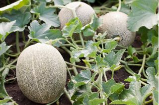 Melon MALAGA F1 - 26 nasion