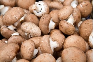 Pieczarka biała i brązowa - zestaw 2 w 1 do uprawy w domu i ogrodzie - 10 kg