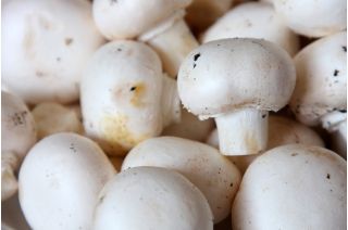 Pieczarka biała - własna uprawa w domu i ogrodzie - 10 kg