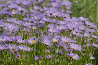Aster alpejski - mieszanka - 240 nasion