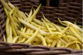 BIO Fasola szparagowa - Fructidor - Certyfikowane nasiona ekologiczne