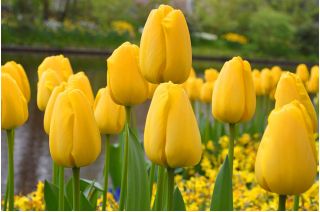 Tulipan Golden Apeldoorn - 5 cebulek