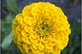 Cynia wytworna daliowa Canary Bird - 120 nasion