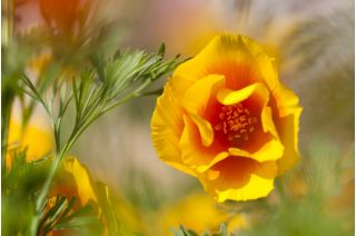 Pozłotka, eszolcja pełna Ballerina - mieszanka - 650 nasion