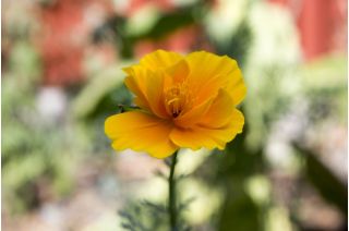 Pozłotka, eszolcja pełna Ballerina - mieszanka - 650 nasion