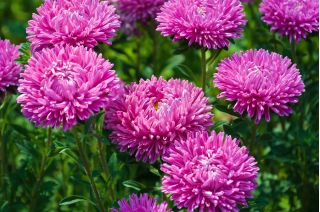 Aster chiński Contraster - różowobiały - 250 nasion