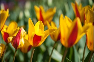 Tulipan Chrysantha - opak. 5 szt.