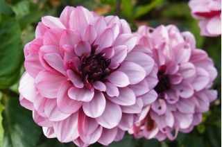 Dalia Creme de Cassis