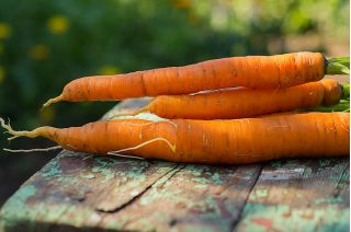 Marchew Drako, typ karotka - średniowczesna, intensywnie pomarańczowa z dużą zawartością karotenu - 4250 nasion