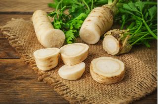 Pietruszka korzeniowa Dobra - średniowczesna, bardzo aromatyczna - 4250 nasion