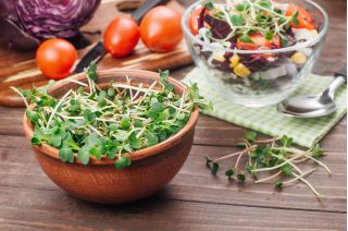 BIO Nasiona na kiełki -  Rzodkiew Daikon - certyfikowane nasiona ekologiczne
