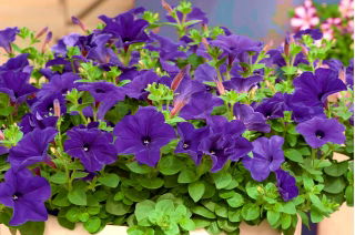 Petunia wielkokwiatowa niebieska - 80 nasion