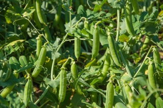Groch Sześciotygodniowy - NANO-GRO - 30% większe zbiory