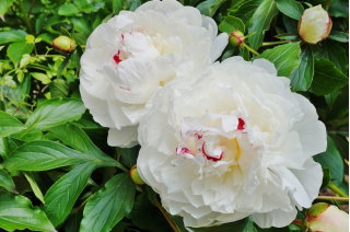 Piwonia, Paeonia - Festiva Maxima - sadzonka - duża paczka! - 10 szt.