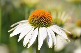 Rudbekia purpurowa o kwiatach białych - 150 nasion
