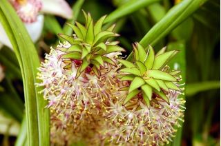 Eukomis dwubarwny - Eucomis bicolor - 2 cebule
