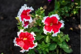 Petunia o kwiatach białoobrzeżonych - 80 nasion