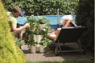 Potrójna doniczka Crown - do kaskadowej uprawy roślin - antracyt