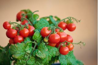 Pomidor balkonowy - Balkoni Red F1