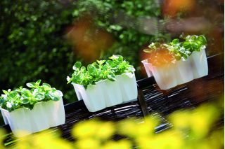 Skrzynka balkonowa Crown do montowania na balustradach - limonka - 40 cm