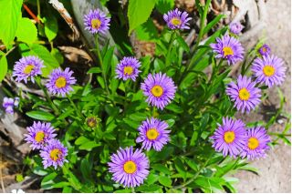 Aster alpejski - mieszanka - 240 nasion