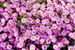Aster alpejski - mieszanka - 240 nasion