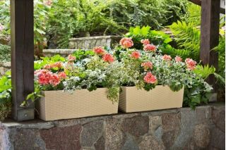 Kwietnik Begonia rattan cappuccino - 19 x 56 cm
