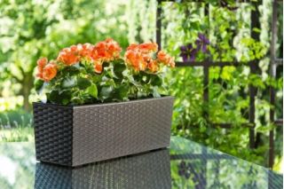 Kwietnik Begonia rattan frappe - 19 x 56 cm