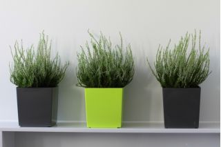 Doniczka kwadratowa Juka antracyt - 19 cm