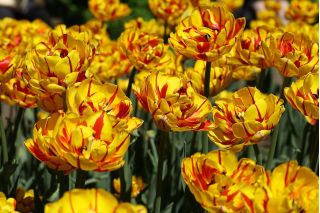 Tulipan Golden Nizza - 5 cebulek