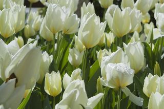 Tulipan niski White Purissima - 5 cebulek