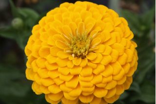 Cynia wytworna daliowa Canary Bird - 120 nasion