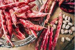 Fasola Jimenez - zwykła szparagowa tyczna dwubarwna - 20 nasion